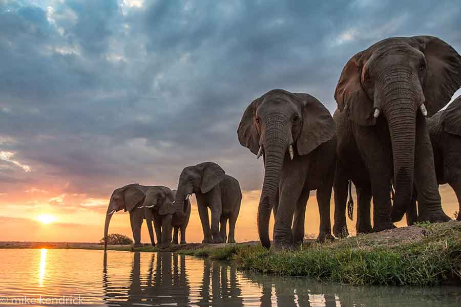 Jabulani-Safari-Elephants