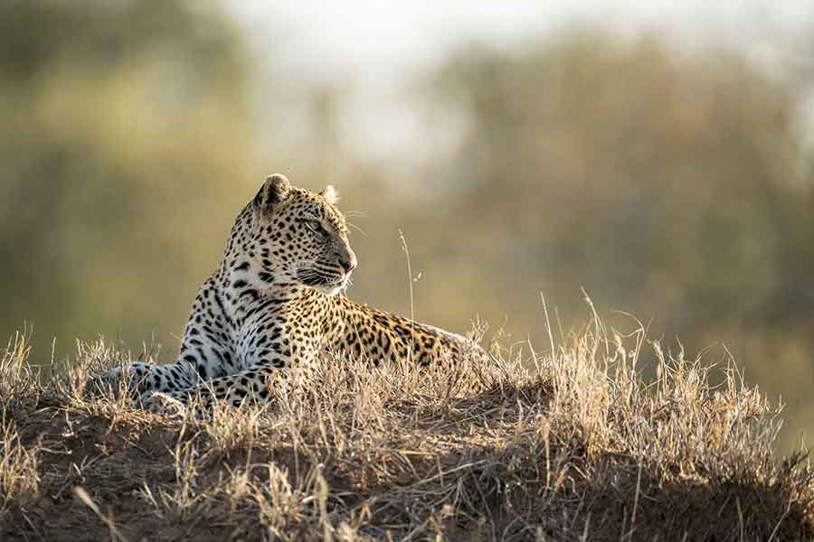 Singita-Ebony-Lodge