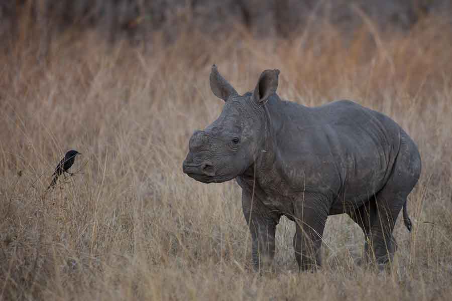 londolozi_tree_camp-rhino_calf